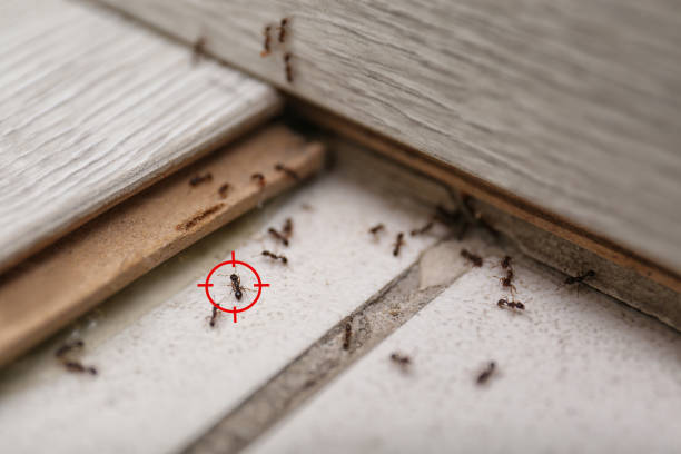 Best Pest Prevention Services  in Quitman, TX