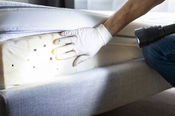 Best Pest Removal Services  in Quitman, TX