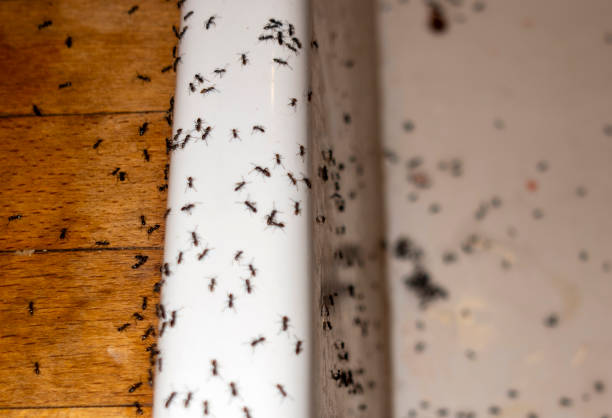 Best Best Pest Control Companies  in Quitman, TX