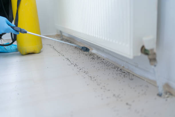 Best Termite Control Services  in Quitman, TX