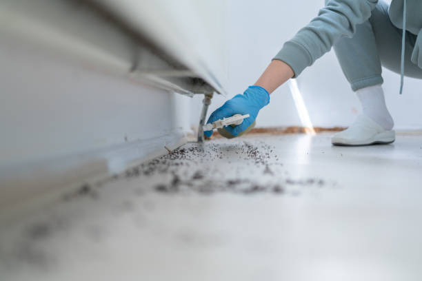 Best Pest Inspection Near Me  in Quitman, TX